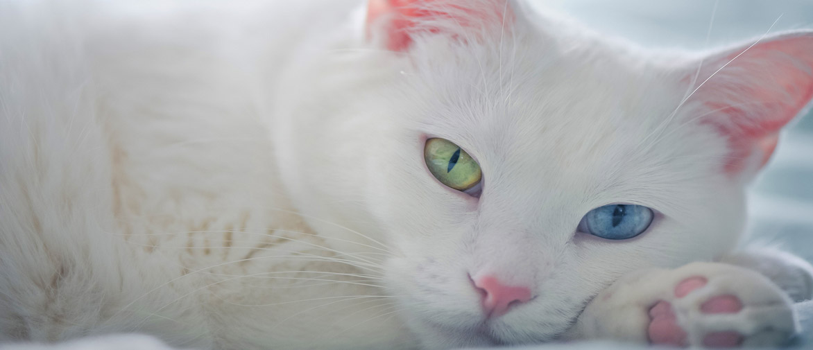 Por qué los gatos de azules suelen ser - Widex Venezuela
